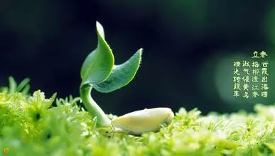 立春節(jié)氣一到，就是孟春開(kāi)始了，所以年年有春天
